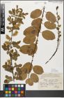 Foto von Salix myrsinifolia Salisb.
